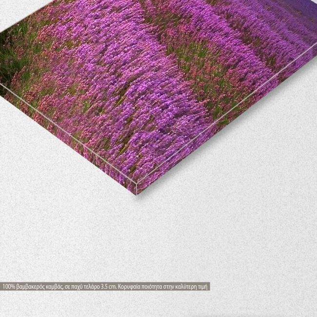 Πίνακας σε καμβά Stunning lavender field, πεντάπτυχος, λεπτομέρεια