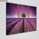 Canvas print Stunning lavender field,3 panels
