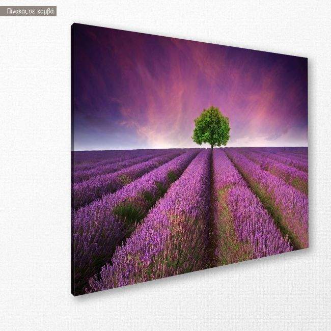 Πίνακας σε καμβά Λεβάντες, Stunning lavender field, κοντινό