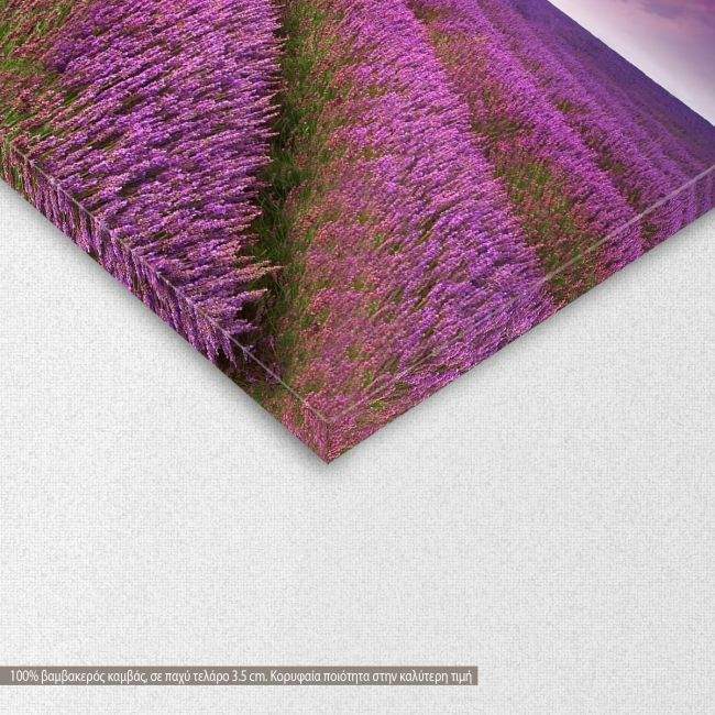 Πίνακας σε καμβά Λεβάντες, Stunning lavender field, λεπτομέρεια