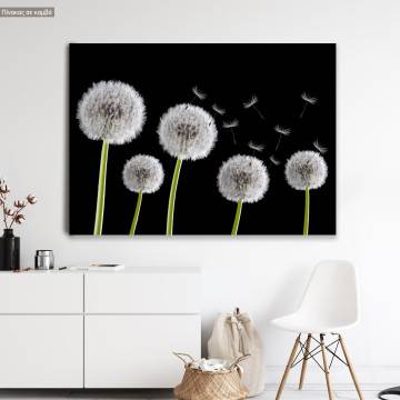 Canvas print,Dandelions bw