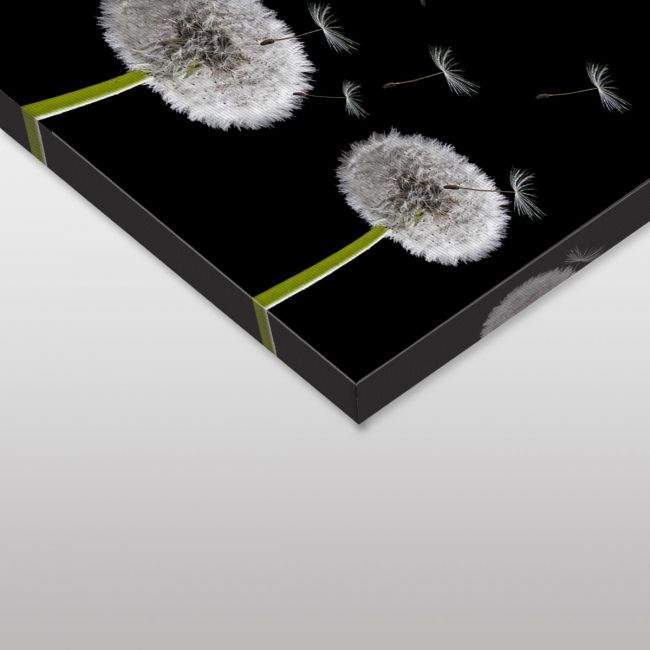 Canvas print,Dandelions bw