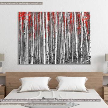 Canvas print Birch tree forest
