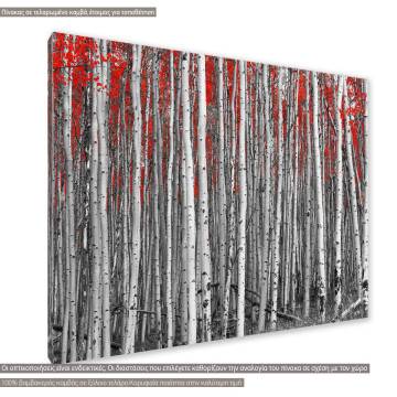 Canvas print Birch tree forest Framed canvas View 1 2