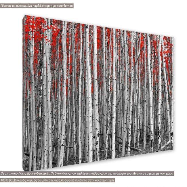 Canvas print Birch tree forest