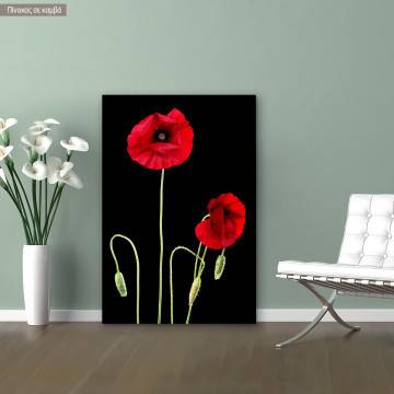 Canvas print Poppies, Poppy flowers over black