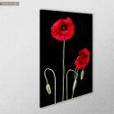 Πίνακας σε καμβά Παπαρούνες, Poppy flowers over black, κοντινό. Διαθέσιμο και σε κάδρο μαύρη κορνίζα, λευκή κορνίζα, ξύλινη κορνίζα, αφίσα, πόστερ