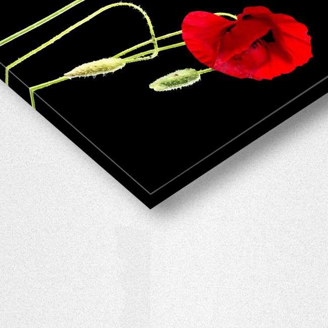 Πίνακας σε καμβά Παπαρούνες, Poppy flowers over black, λεπτομέρεια
