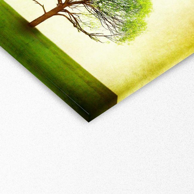 Canvas print TreeFrom spring to summer