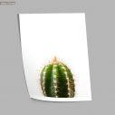 A cactus, poster