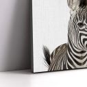 Kids canvas print Zebra