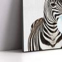 Πίνακας παιδικός σε καμβά Ζέβρα (Bubble zebra)