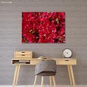 Canvas print Buckwheat