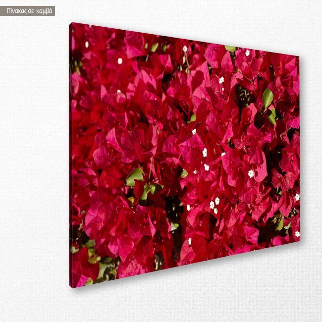 Canvas print Buckwheat
