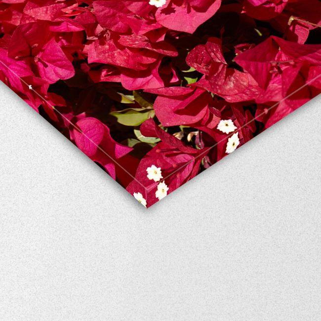 Canvas print Buckwheat