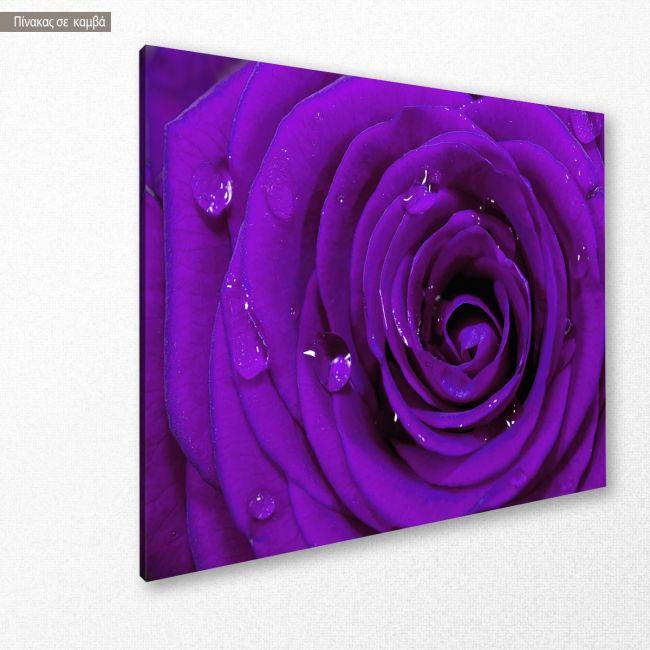Πίνακας σε καμβά Τριαντάφυλλο, Purple rose