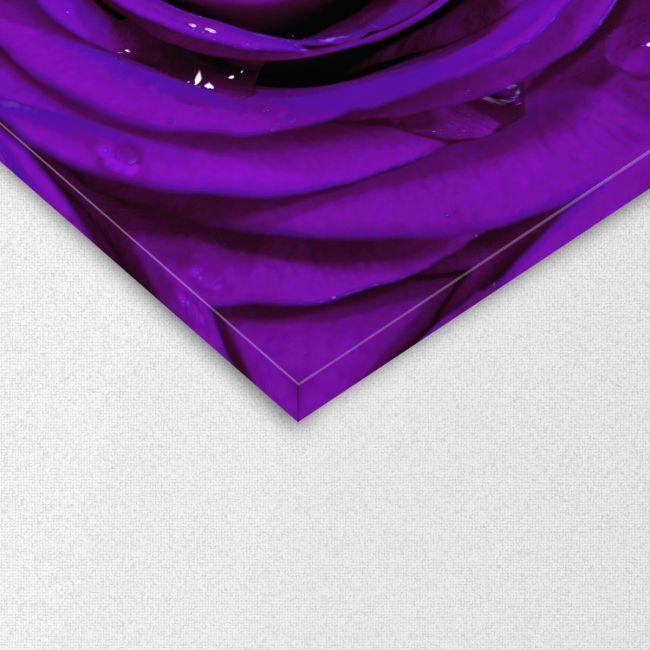Πίνακας σε καμβά Τριαντάφυλλο, Purple rose