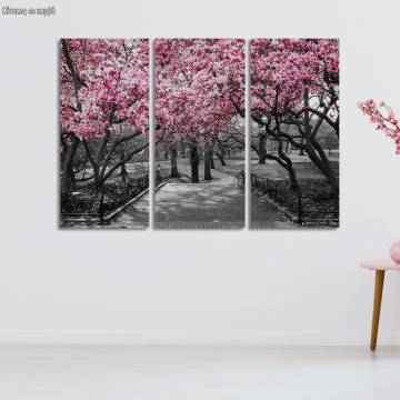 Canvas print Pink Blossoms central park,3 panels