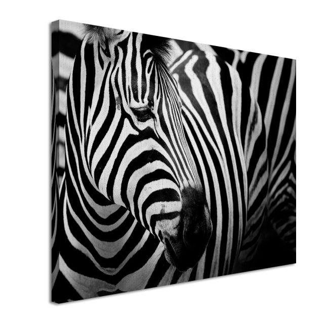 Πίνακας σε καμβά Zebra style