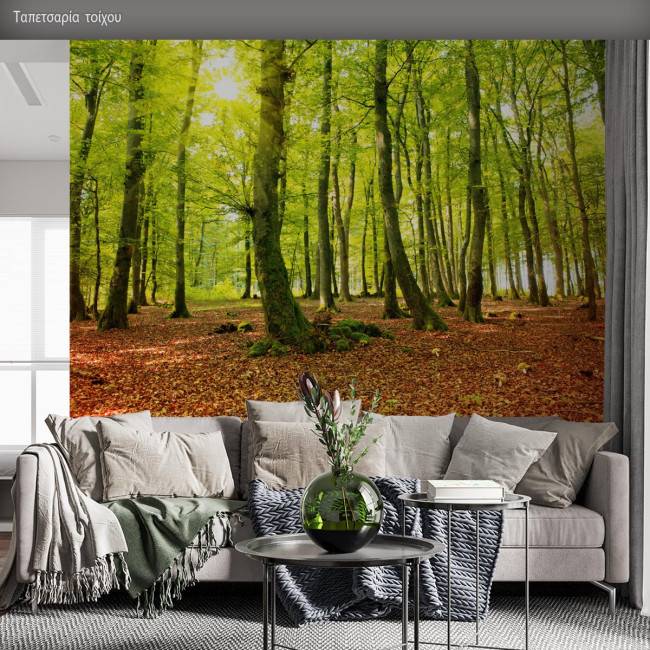 Wallpaper Beautiful morning in autumn forest