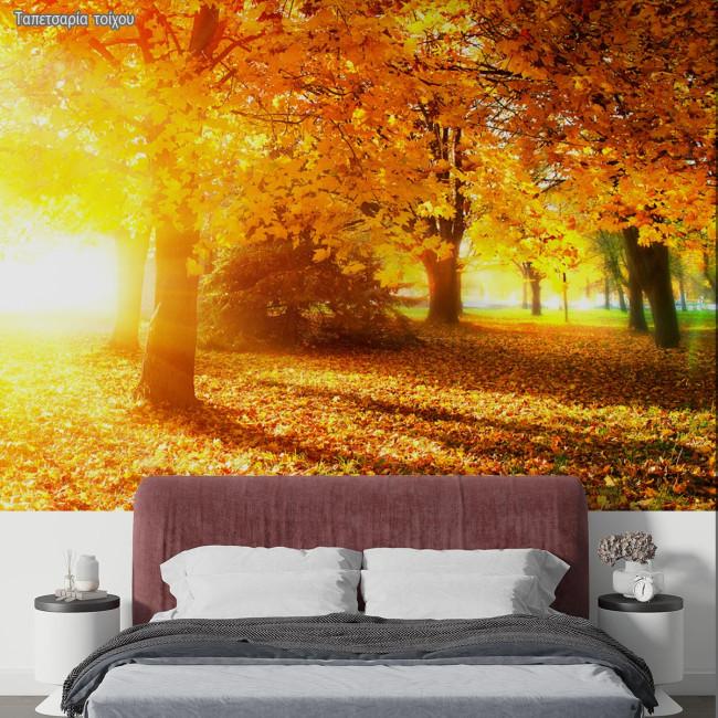 Wallpaper Autumn landscape in the forest