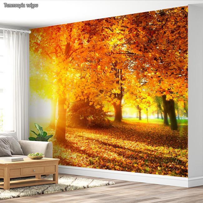 Wallpaper Autumn landscape in the forest