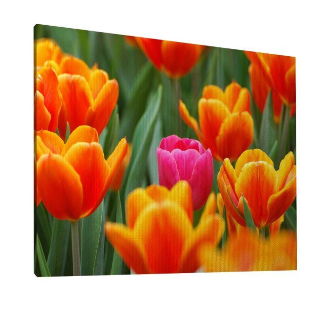 Canvas print Pink tulip