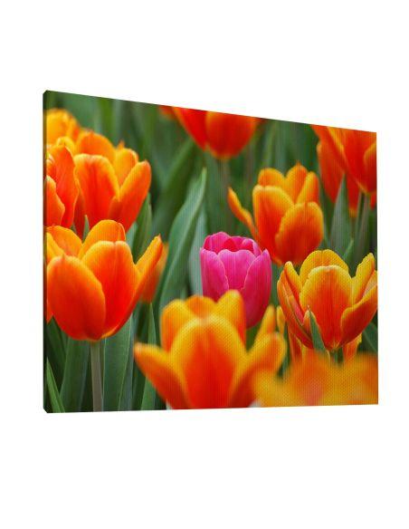 Πίνακας σε καμβά Ροζ τουλίπα, καμβάς 6