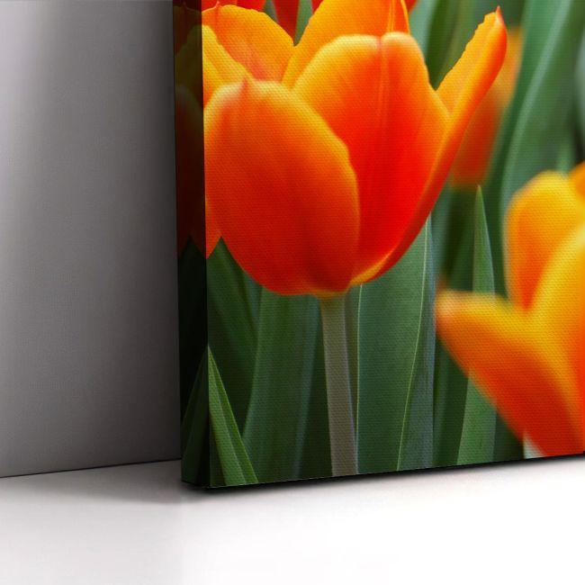 Canvas print Pink tulip