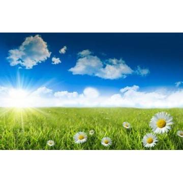 Ταπετσαρία τοίχου Λιβάδι στην ανατολή 2