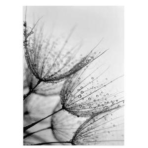 Morning dew dandelions, αφίσα, κάδρο Μαύρη κορνίζα 2