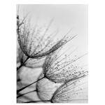 Morning dew dandelions, αφίσα, κάδρο Αφίσα (Χωρίς κορνίζα)