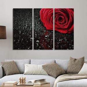 Canvas print Rose with water drops,3 panels