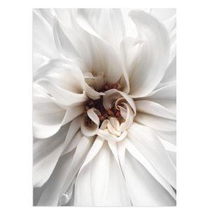 White petals αφίσα κάδρο  Αφίσα πόστερ με μαύρη κορνίζα 2