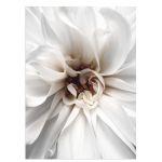 White petals αφίσα κάδρο  Αφίσα