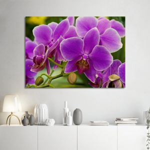 Canvas print, Orchid