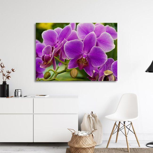 Canvas print, Orchid