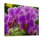Canvas print, Orchid