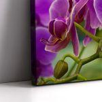 Πίνακας σε καμβά Ορχιδέες, Orchid