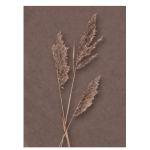 Brown reeds, poster