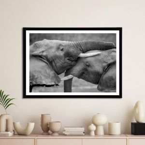 Elephant kiss αφίσα κάδρο  Αφίσα πόστερ με μαύρη κορνίζα