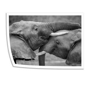 Elephant kiss, poster 2