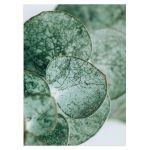 Green leaves I, poster