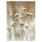Dried flowers in winter, poster