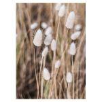 White reeds, poster