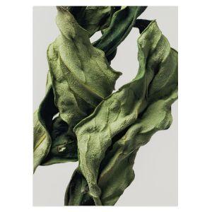 Dried green leaves I αφίσα κάδρο  Αφίσα πόστερ με μαύρη κορνίζα 2