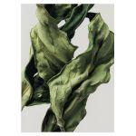 Dried green leaves I αφίσα κάδρο  Αφίσα