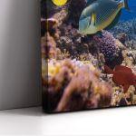 Canvas print Corals and fishes, panoramic