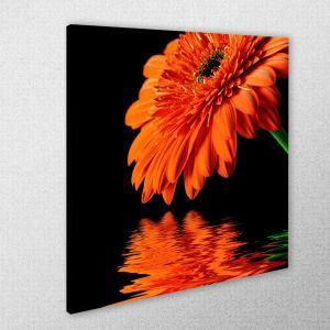 Canvas print Orange daisy reflections 2