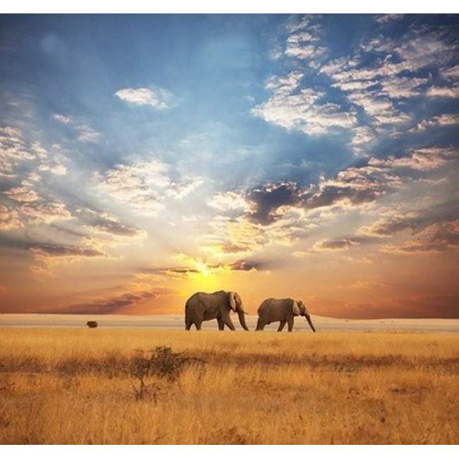 Wallpaper Elephants in the savannah